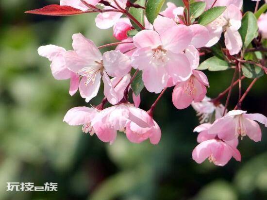 海棠树什么时候开花(盆栽海棠花花期时间有多久)-图片5